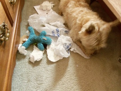 Naughty Cairn terrier tears up trash while his toy Blue Puppy watches the carnage.