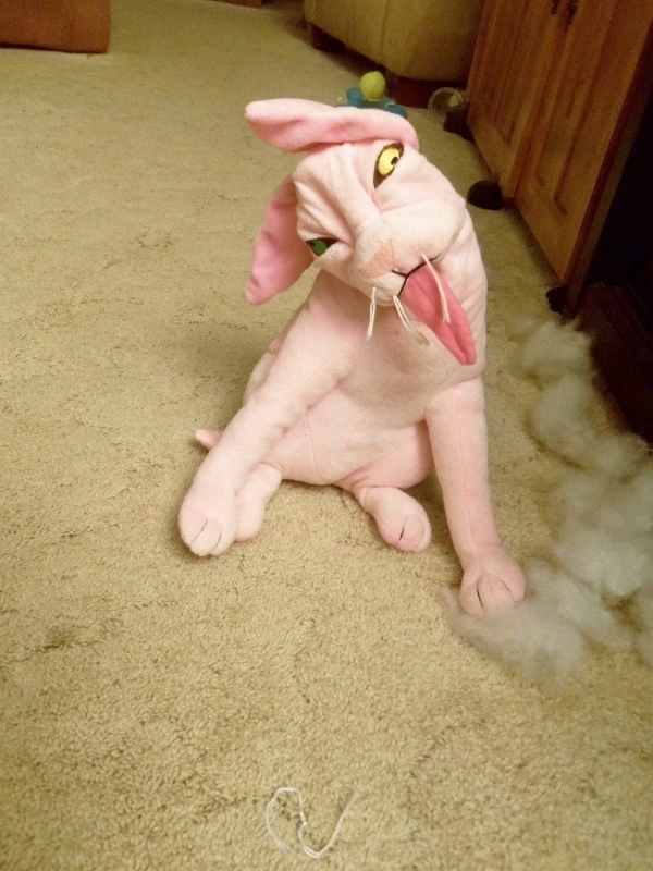 Toy kitty with stuffing ripped out of its head.