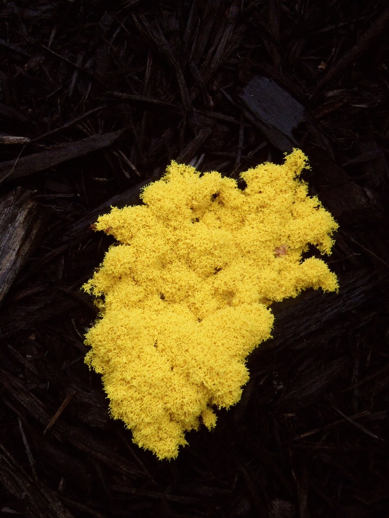 Electric mustard colored fungus growing in wood mulch