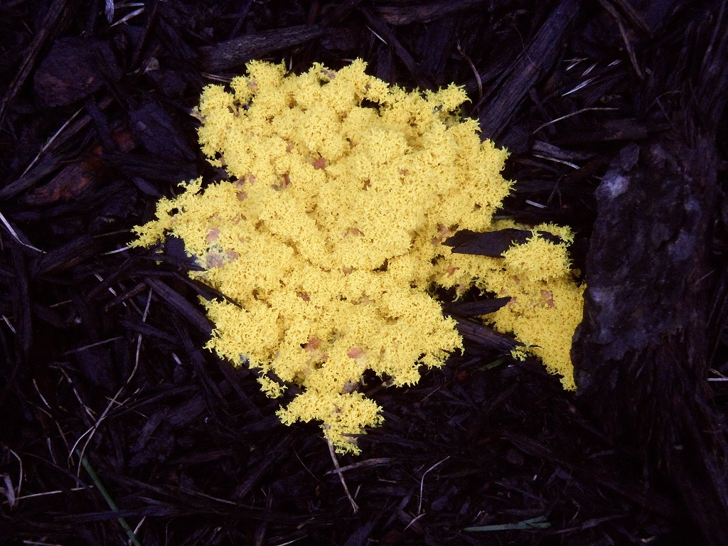 Bright yellow fungus growing in wood mulch