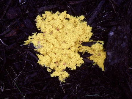Bright yellow fungus growing in wood mulch
