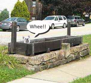 Horse Watering Trough with Geordie