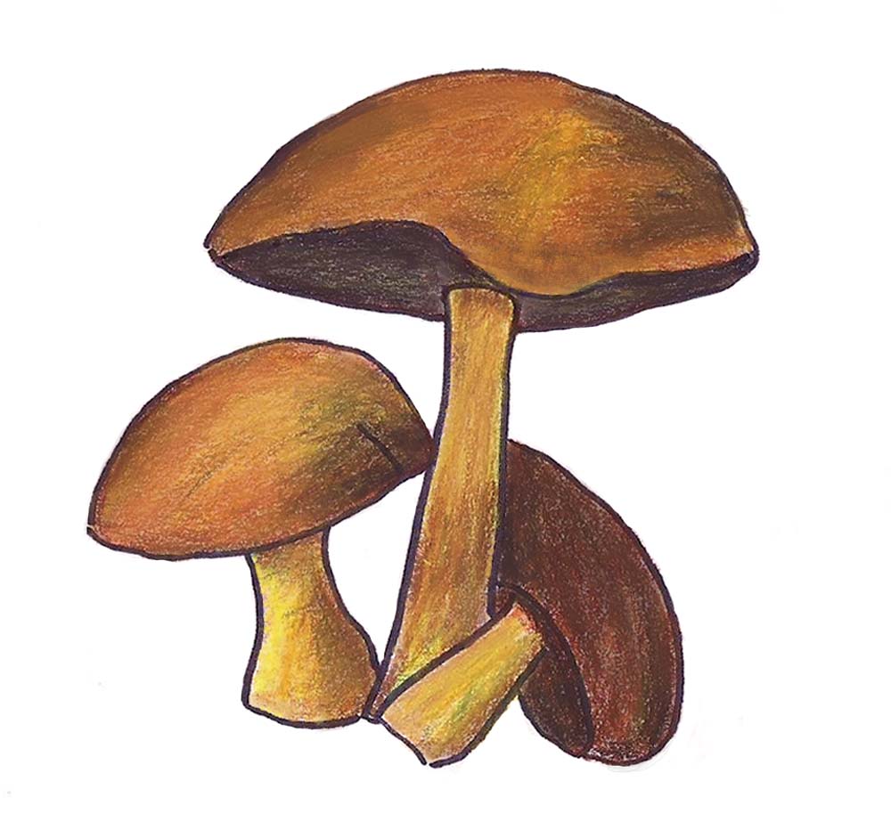 Sketch of brown mushrooms