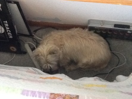 Cairn terrier curls up near electrical wires.