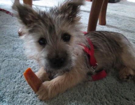 Tiny Cairn terrier puppy loks clueless as he chews his toy.
