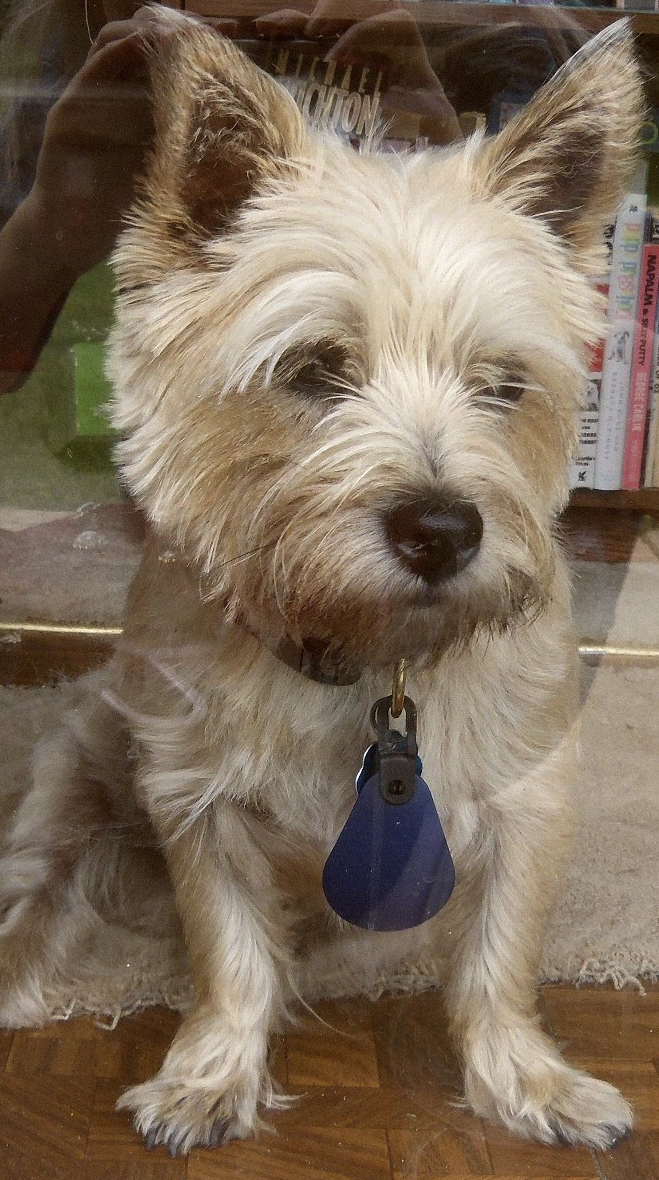Sad Cairn terrier looks out of door.