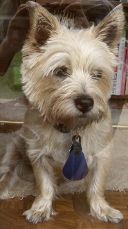 Sad Cairn terrier looks out of door.