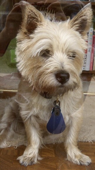 Sad Cairn terrier looks out of door.