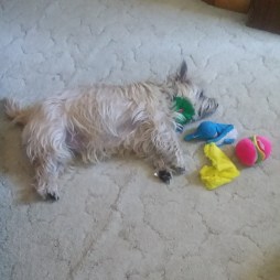 CAirn terrier lies next to stuffed toys.