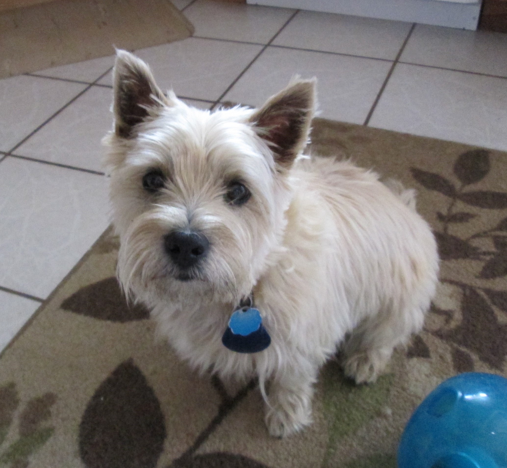 Who, me? I wouldn't pee on the sunflowers.