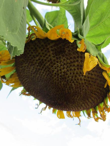 Giant sunflower head