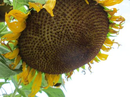 Close up of giant sunflower head.