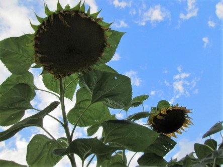 Photo of two giant sunflower heads.