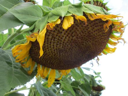 Photo of drooping, giant sunflower head.