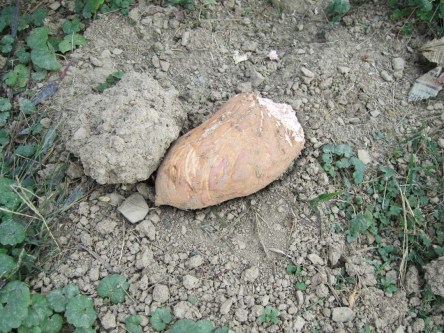 Sweet potato that Toby dug up in the garden