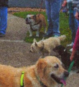 Several pets at the Blessing of the Pets