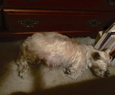 Elderly, sleeping Cairn terrier.