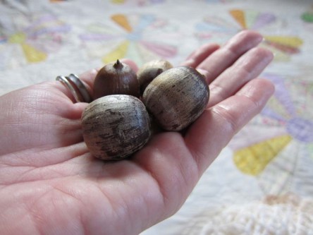 Hand holding acorns