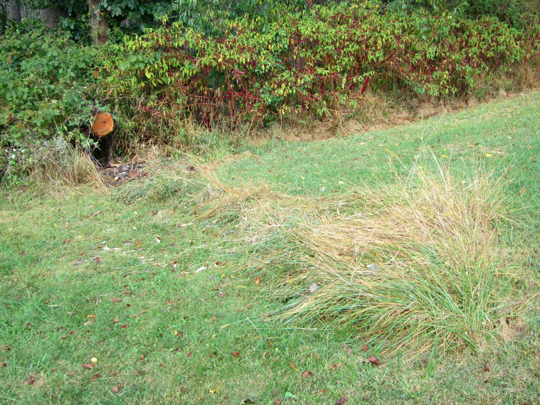 Sideways tree is gone, and only tall grass remains
