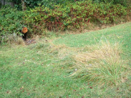 Sideways tree is gone, and only tall grass remains