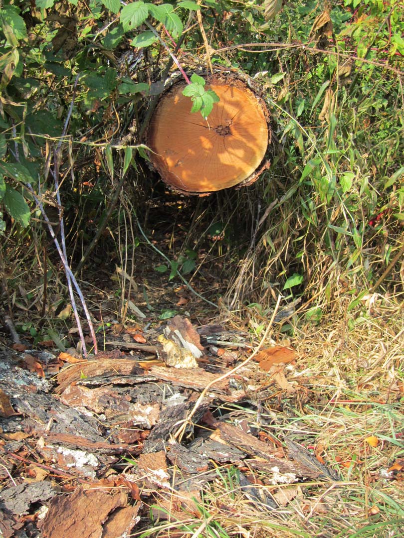 Cross section of cut trunk.