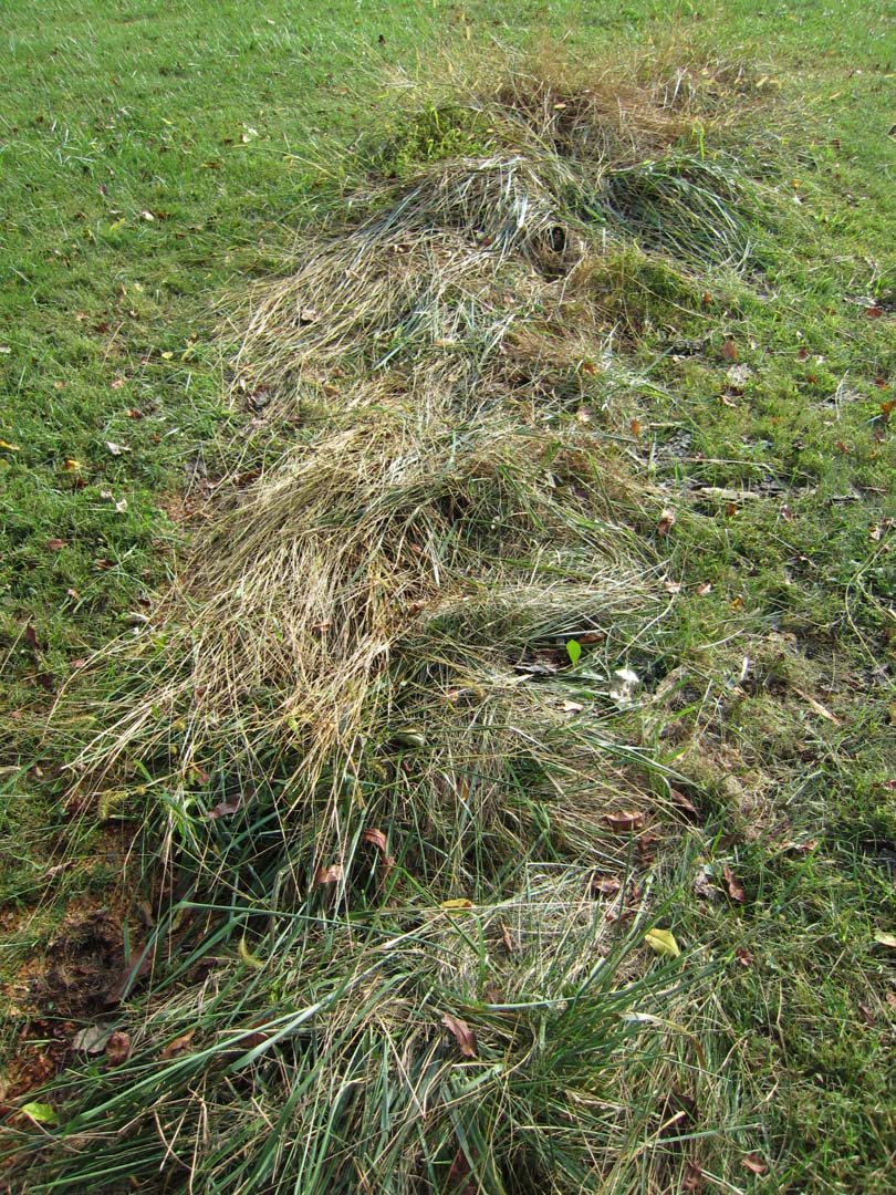 Tall grass where tree trunk had blocked mowers.