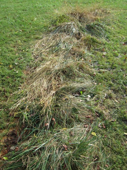 Tall grass where tree trunk had blocked mowers.