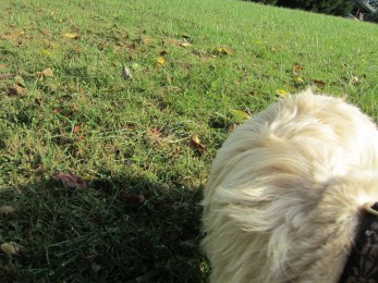 Picture of dog's shoulder.