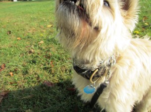 Photo of dog's chin.