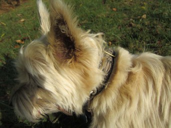 Poorly framed photo of Cairn terrier.