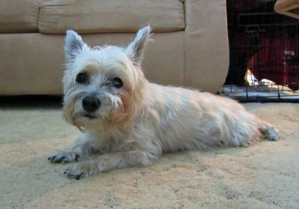 Sleepy Cairn terrier after finishing his meal.