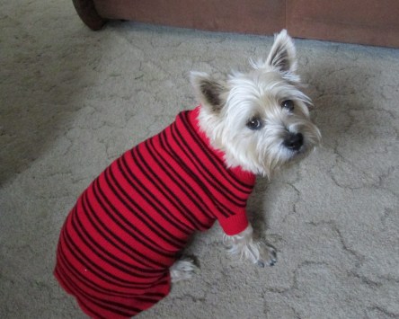 Toby dressed in a striped sweater.