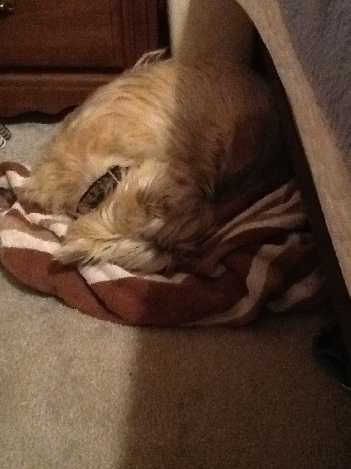 Cairn terrier sleeps on blanket on the floor.
