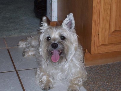 Happy Cairn terrier pup