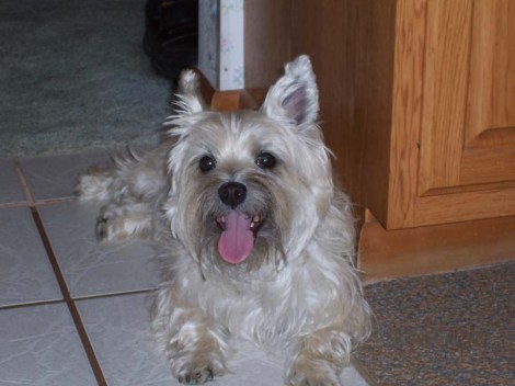 Happy Cairn terrier pup