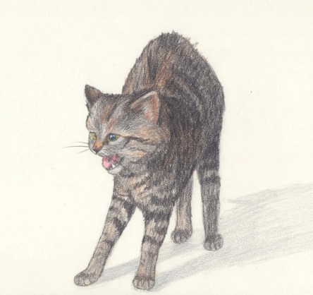 Angry/scared gray striped kitty arches her back as a warning.