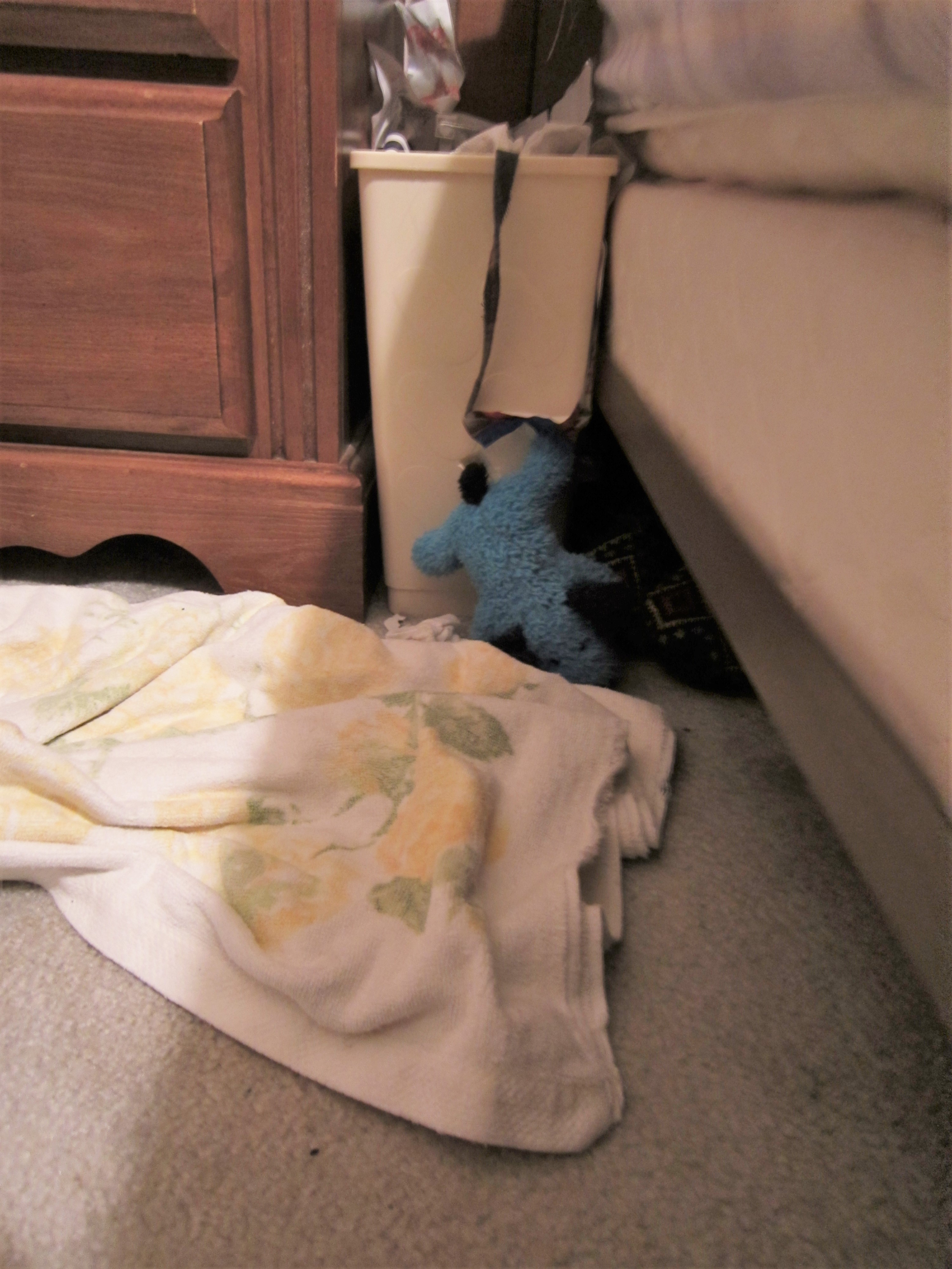 Blue Puppy gets his paw caught as he tries to escape anyone noticing he raided the trash can.