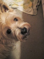 Toby innocently stands there, wondering what mommy is looking at.