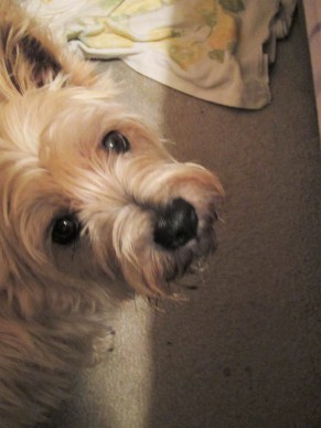 Toby innocently stands there, wondering what mommy is looking at.