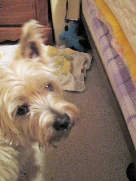 Toby innocently looks on, silently passing judgement on Blue Puppy's antics.