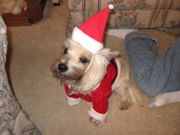 Unhappy terrier wearing Christmas Santa outfit.