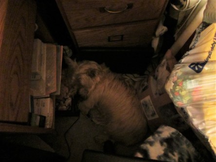 Toby sleeping next to Mommy's desk.