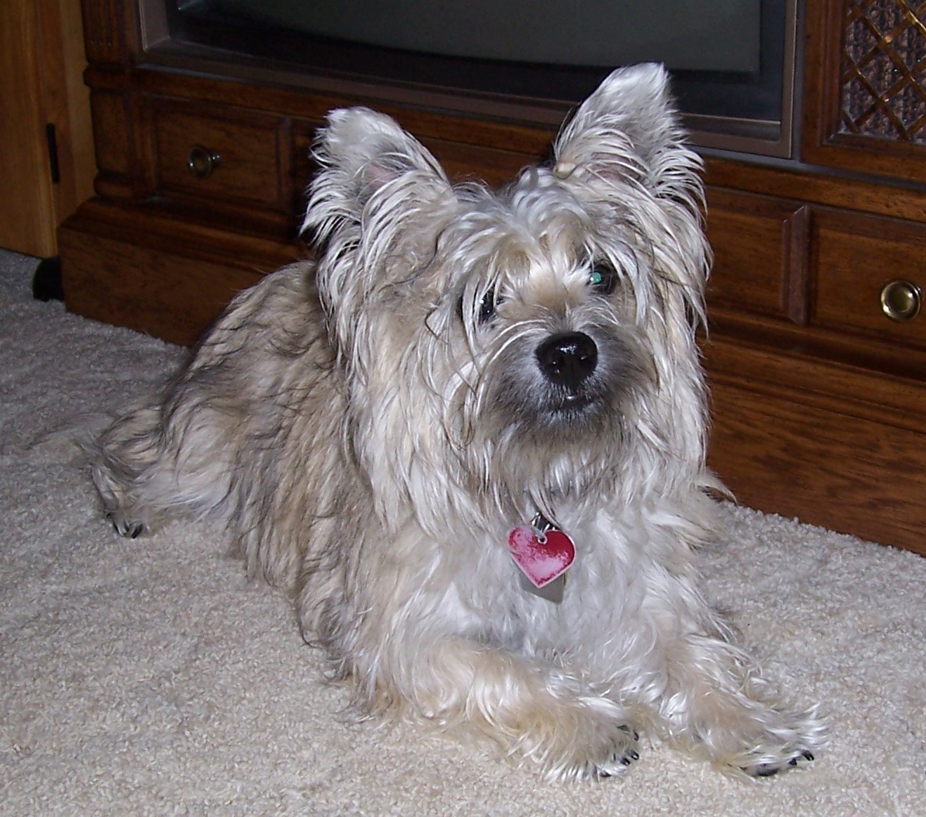 Untrimmed Cairn Terrier