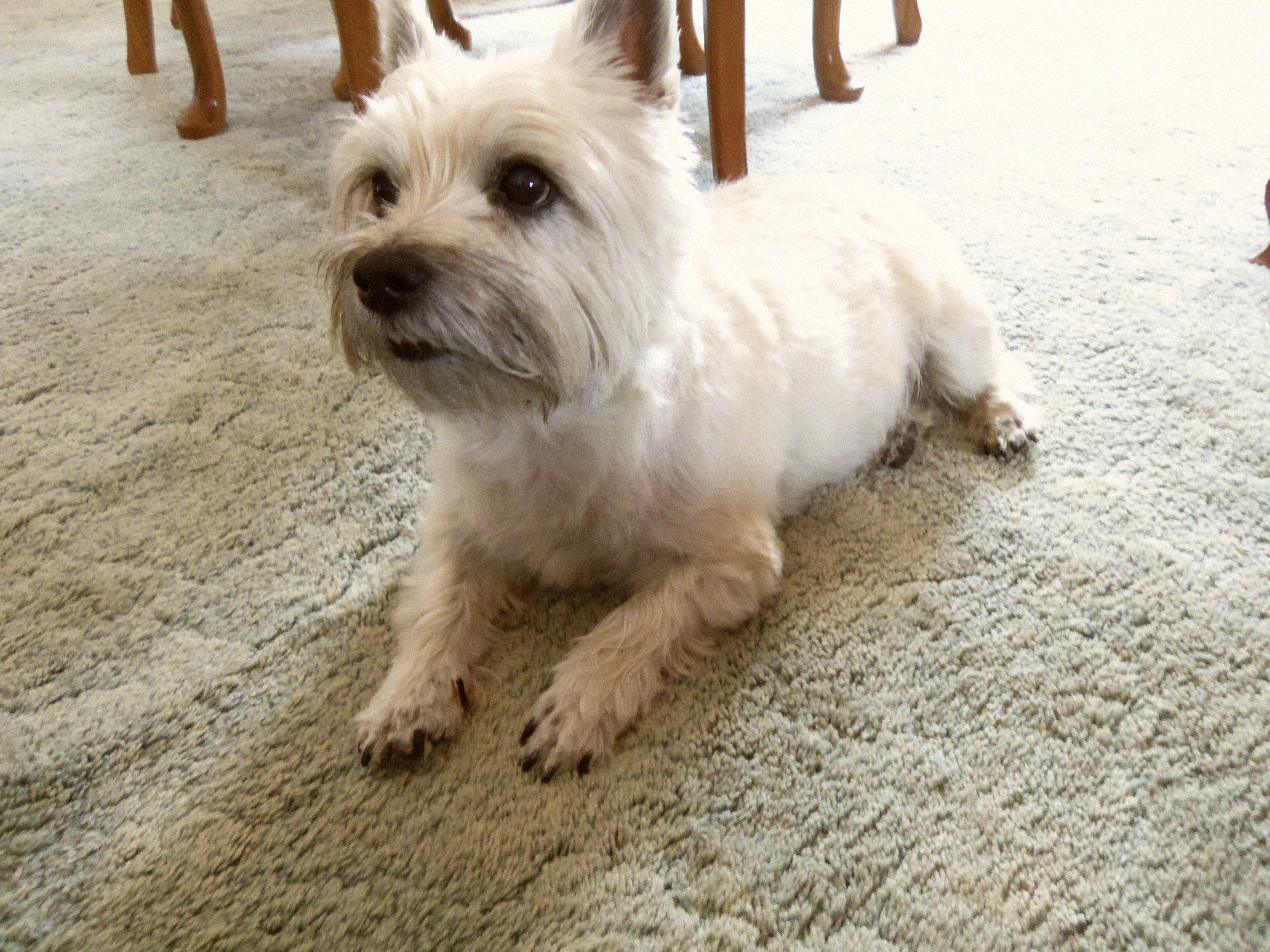 Neatly trimmed Cairn terrier
