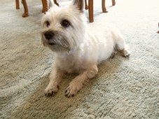 Neatly trimmed Cairn terrier