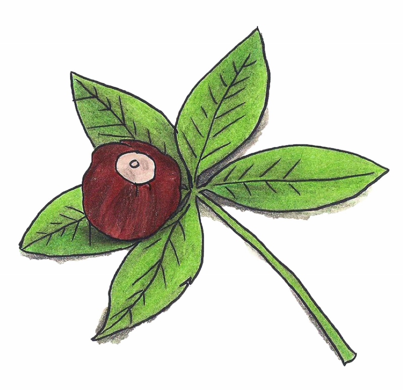 Drawing of a buckeye