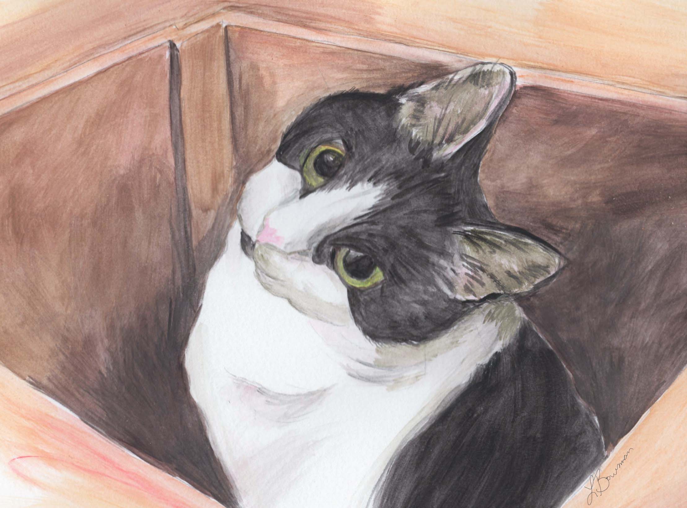 Black and white cat sitting in box