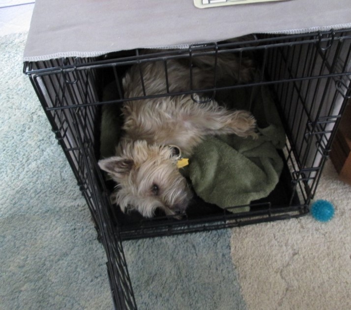 Cairn terrier sleeping in kennel.