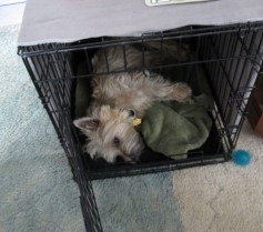 Cairn terrier sleeping in kennel.