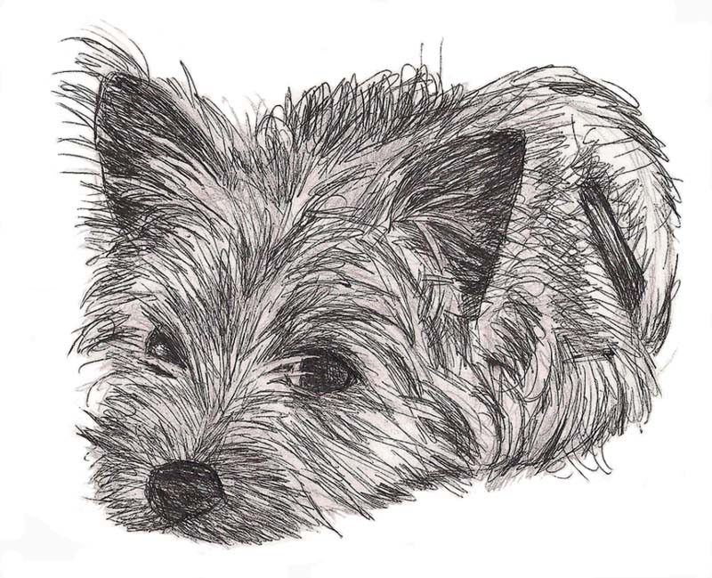 Pen and ink sketch of a Cairn terrier puppy